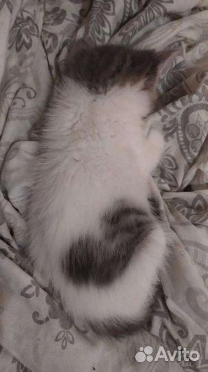Кот Као- мани