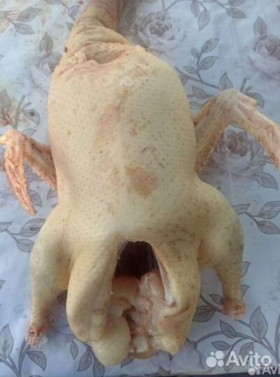 Продам утку, гуся