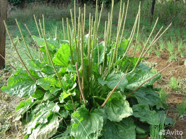 Подорожник (семена)