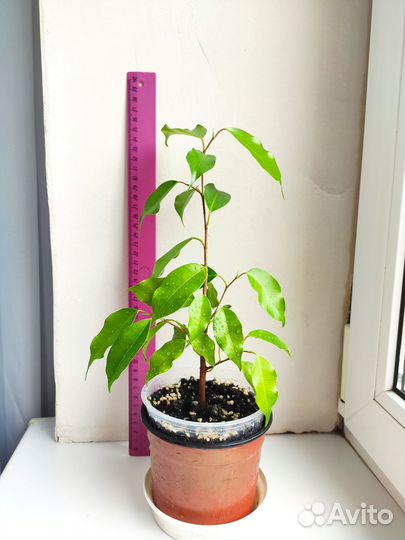 Фикус Бенджамина Моник