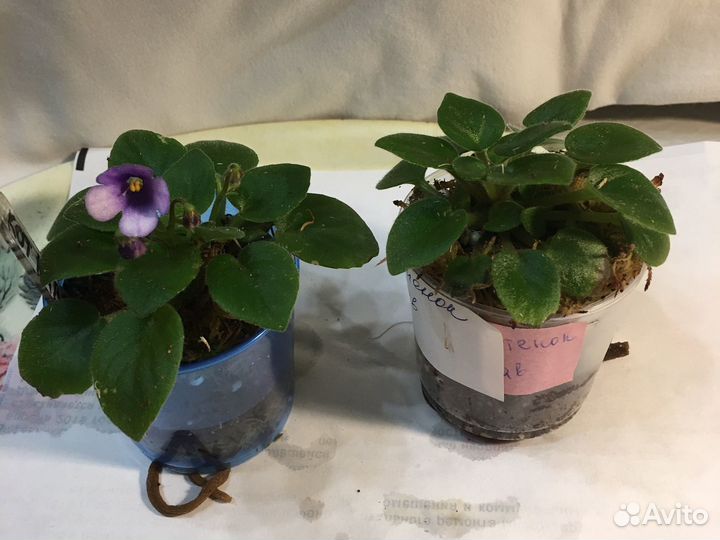 Фиалка мини котенок гав