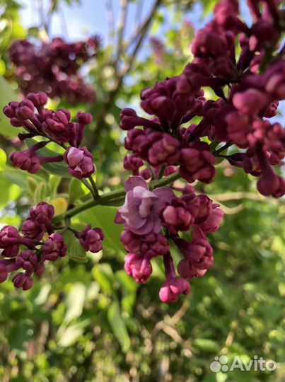 Персидская сирень (темно-лиловая)