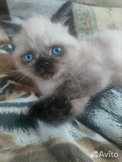 Персидские котята