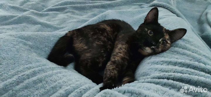 Британская кошка в дар