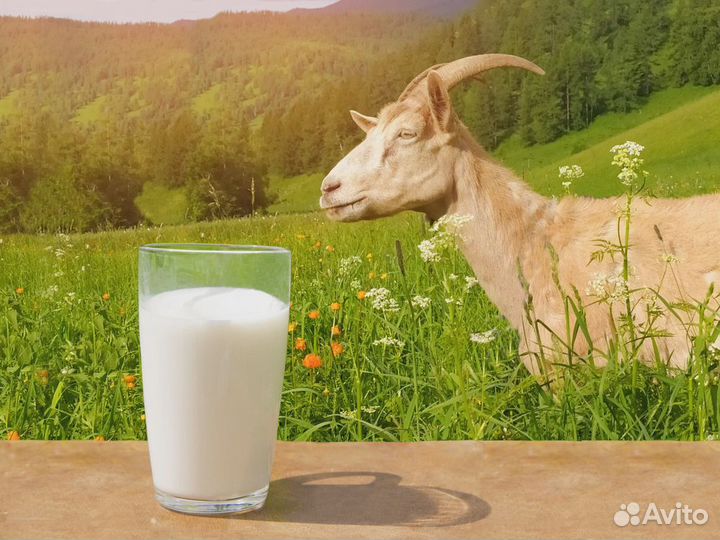Козье молоко