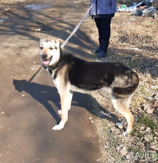 Собака в добрые руки