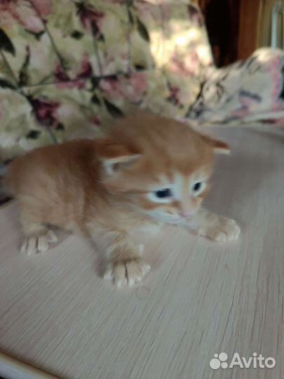 Курильский бобтейл