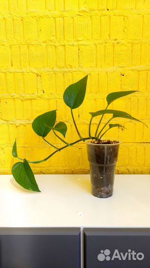 Сциндапсус (Эпипремнум) золотистый