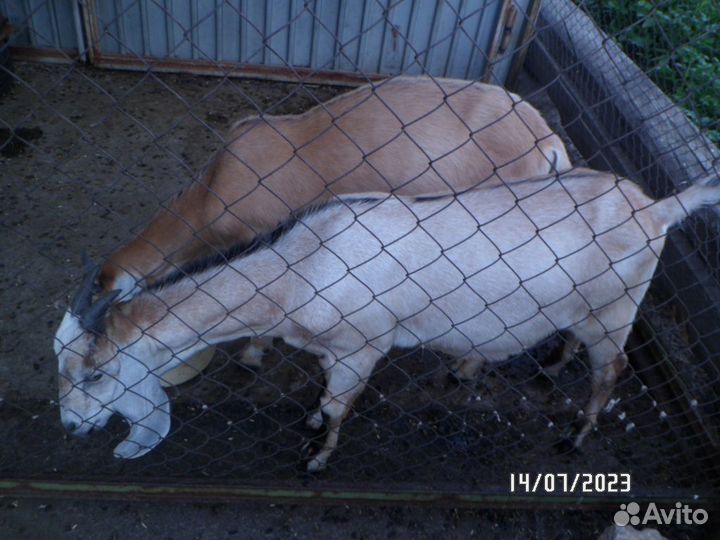 Нубийский козел