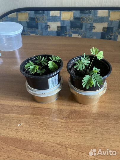 Мимоза стыдливая