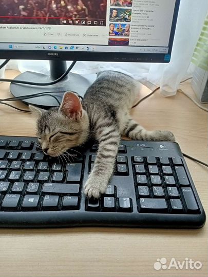 Котенок