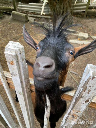 Чешские Козочки