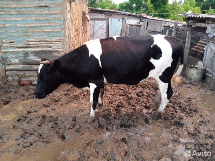 Корова сдельная