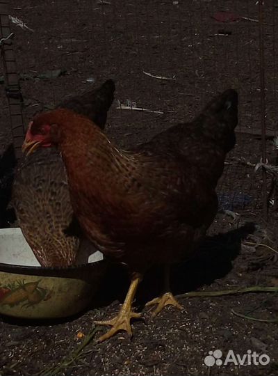 Куры Билефельдеры