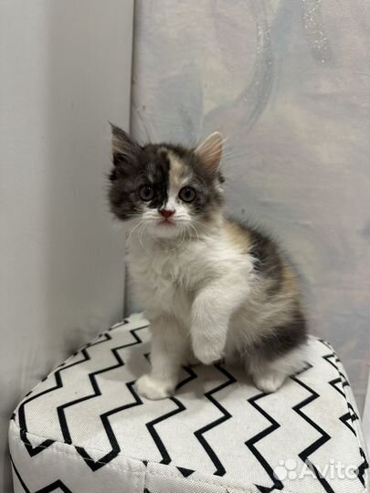 Кошечка в добрые руки