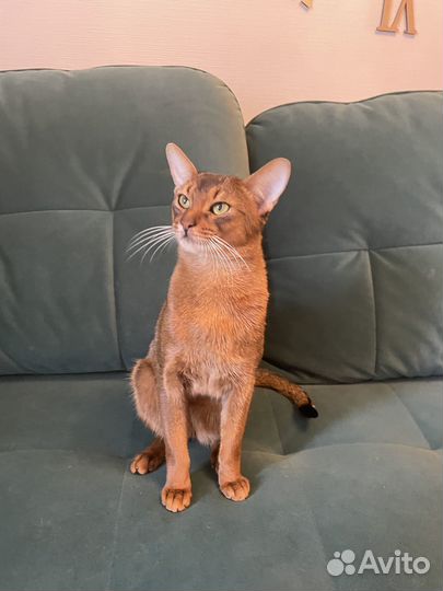 Абиссинский кот