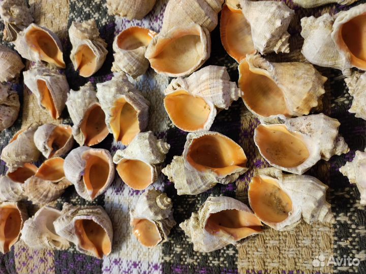 Ракушки рапанов 35 штук