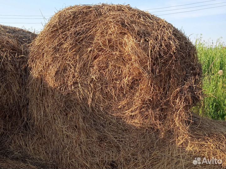 Сено в рулонах