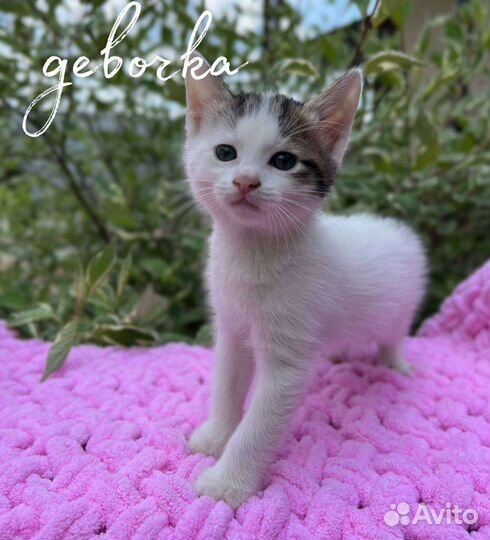 Котята в добрые руки