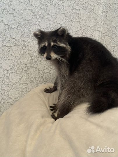 Щенки енота-полоскуна