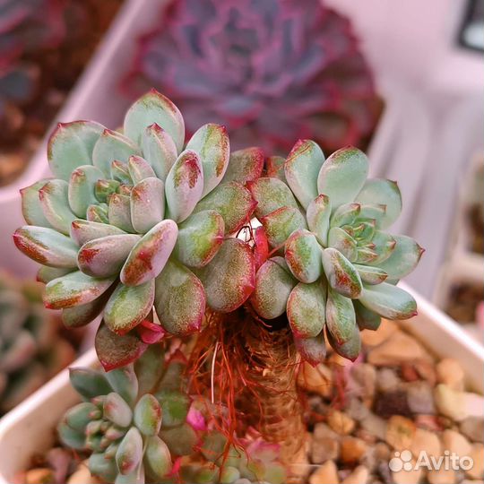 Суккуленты