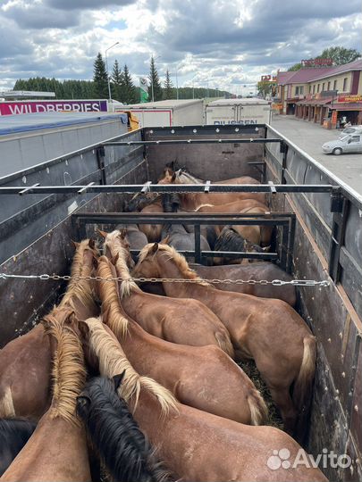 Жеребята 1.5-2 года