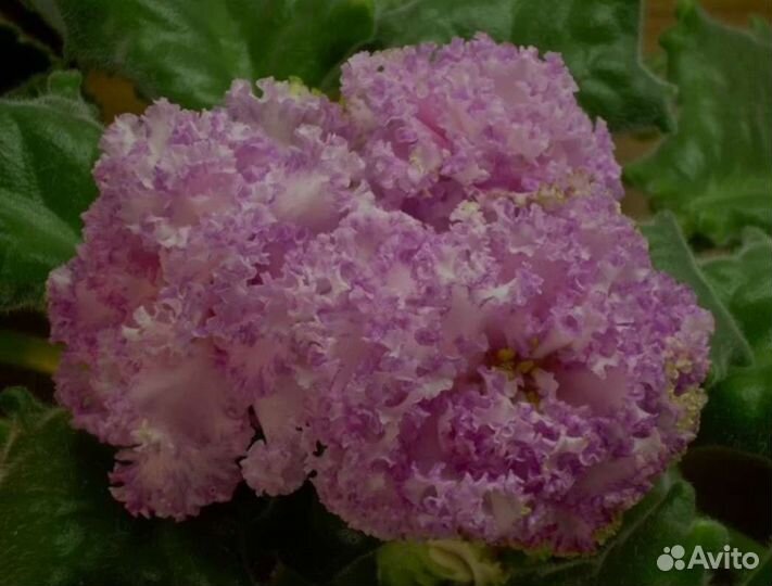 Сортовые фиалки