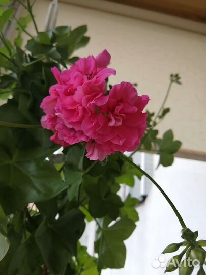 Герань пеларгония плющелистная Pink Chart