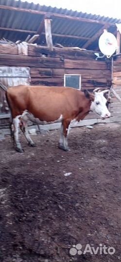 Продам корову