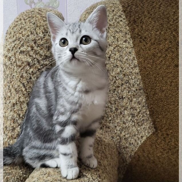 Шотландский прямоухий короткошёрстный котёнок