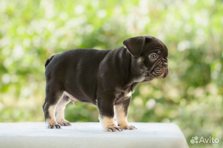 Мальчик французский бульдог