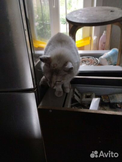 Отдам в добрые руки