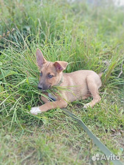 Щенок в добрые руки бесплатно
