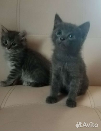 Котята в добрые руки мальчик и девочка