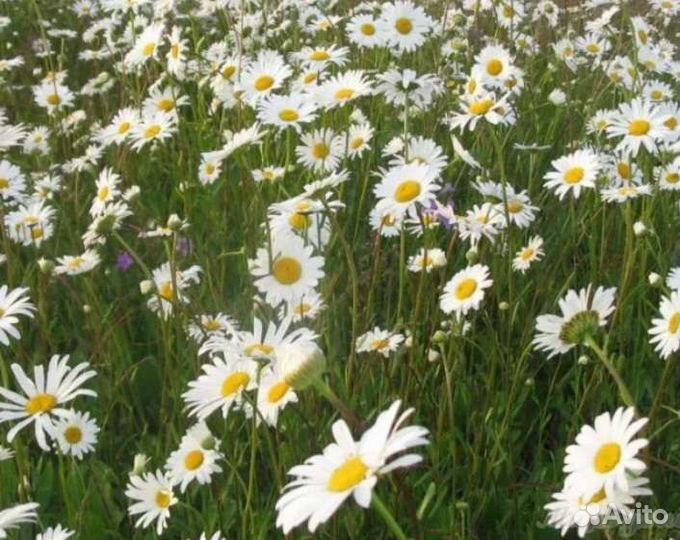 Букеты из ромашек