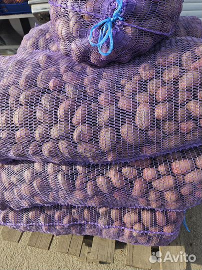 Семенной картофель