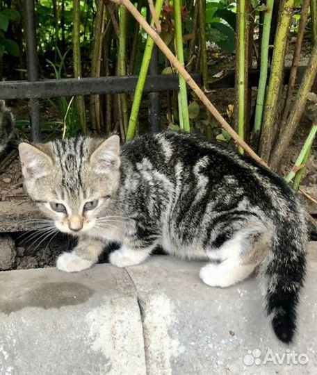 Красивому котенку с мраморной спинкой нужен дом