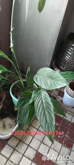 Сансевиерия