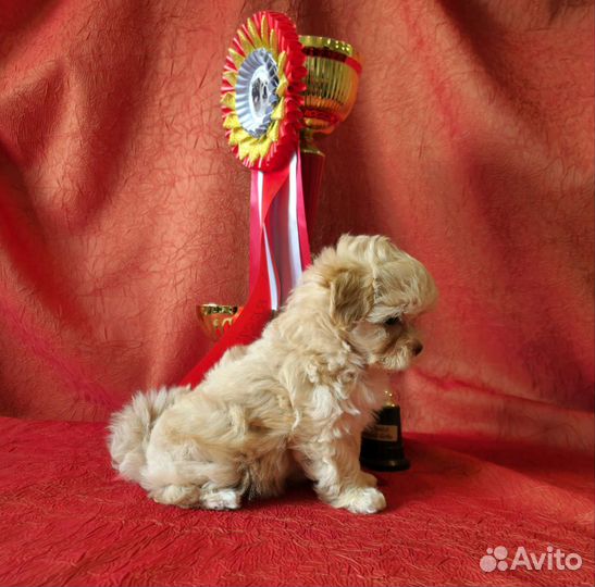 Мальтипу ф1 mini девочки и мальчики