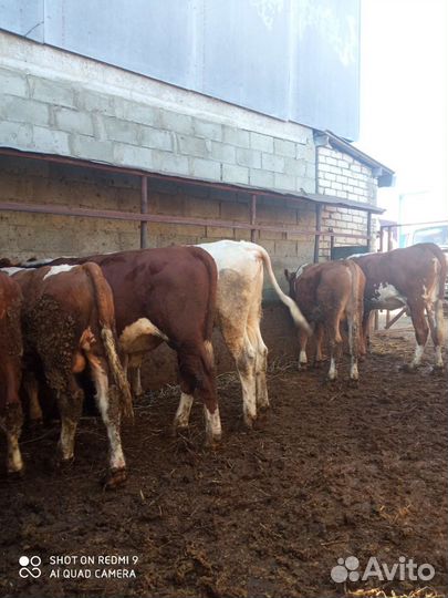 С/х животные