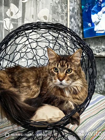 Лежанка Кокон для мелких собак или кошек