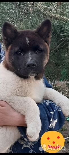 Щенки американской акиты