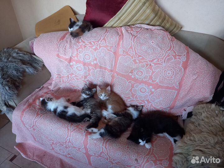 Котята мейн-кун метис