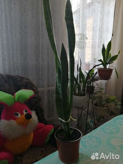 Сансевиерия