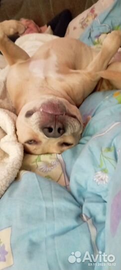 Питбуль вязка