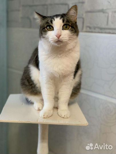 Даша в семью