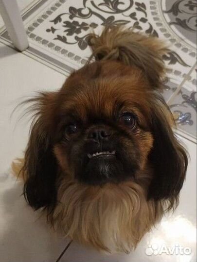 Передержка животных, кошек и собак