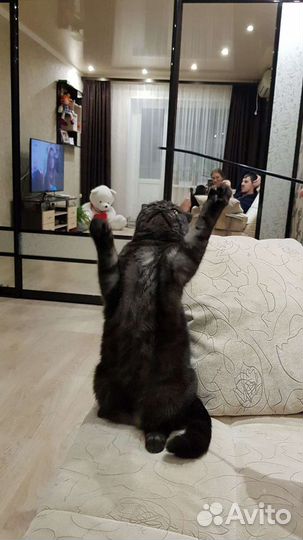 Шотландский кот отдам