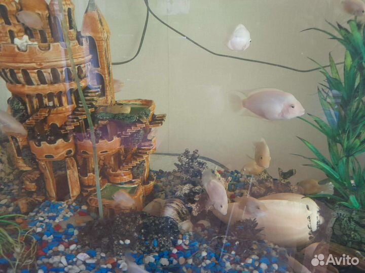 Аквариум