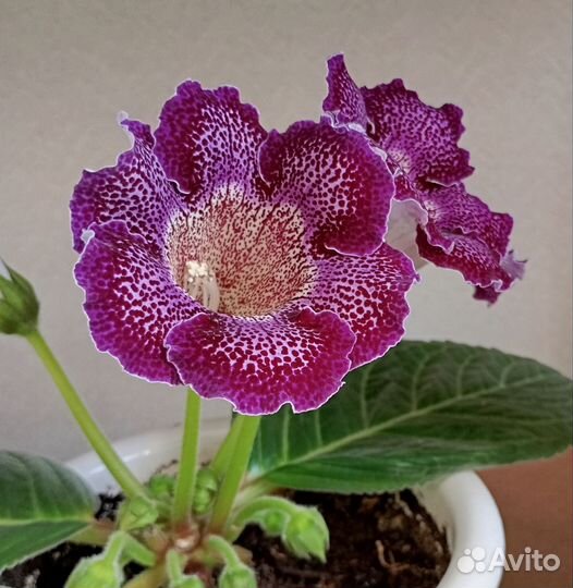 Глоксиния лист